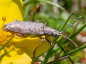 Donacia cinerea - Kaveldunsbock