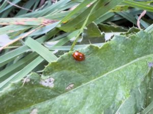 Sphaeroderma testaceum - Brun tisteljordloppa