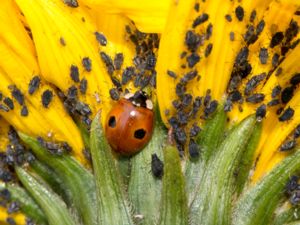 Adalia bipunctata - Twospotted Lady Beetle - Tvåprickig nyckelpiga