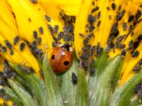 Adalia bipunctata Jordhögar S grodreservatet, Norra hamnen, Malmö, Skåne, Sweden 20160822_0007