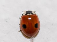 Adalia bipunctata Potatisåkern, Malmö, Skåne, Sweden 20100821B 004