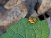 Adalia decempunctata Ribersborg, Malmö, Skåne, Sweden 20150408_0023