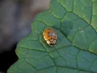 Adalia decempunctata Ribersborg, Malmö, Skåne, Sweden 20150408_0030