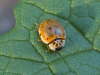 Adalia decempunctata Ribersborg, Malmö, Skåne, Sweden 20150408_0032