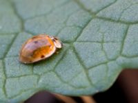 Adalia decempunctata Ribersborg, Malmö, Skåne, Sweden 20150408_0034