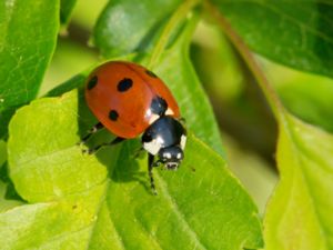 Coccinella septempunctata - Sevenspotted Lady Beetle - Sjuprickig nyckelpiga