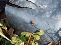 Coccinella septempunctata Almåsa, Malmö, Skåne, Sweden 20190222_0038