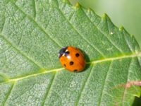 Coccinella septempunctata Banvallen, Ribersborg, Malmö, Skåne, Sweden 20230715_0044