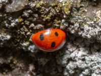 Coccinella septempunctata Bulltoftaparken, Malmö, Skåne, Sweden 20240305_0064