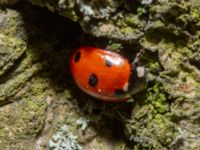 Coccinella septempunctata Jägersro, Malmö, Skåne, Sweden 20240316_0083