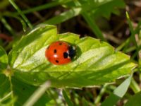 Coccinella septempunctata Lernacken, Malmö, Skåne, Sweden 20140527_0038