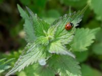 Coccinella septempunctata Ribersborg, Malmö, Skåne, Sweden 20170513_0076