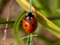 Coccinella septempunctata Vombs östra vattenverksdammar, Lund, Skåne, Sweden 20100812 058