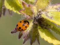 Coccinella undecimpunctata Tygelsjö, Malmö, Skåne, Sweden 20170730_0010