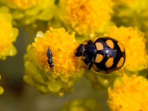 Coccinula quatuordecimpustulata - Fjortonfläckig torrbackspiga