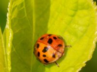 Harmonia axyridis Banvallen Köpenhamnsstigen, Ribersborg, Malmö, Skåne, Sweden 20220501_0232