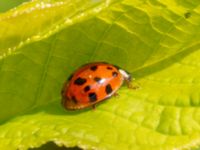 Harmonia axyridis Banvallen Köpenhamnsstigen, Ribersborg, Malmö, Skåne, Sweden 20220501_0234