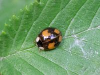 Harmonia axyridis Ribersborgsdammen, Ribersborg, Malmö, Skåne, Sweden 20230715_0109