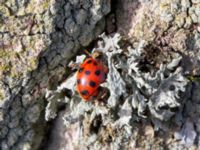 Harmonia axyridis Tygelsjö kyrka, Malmö, Skåne, Sweden 20230211_0135