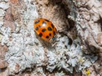 Harmonia axyridis Tygelsjö kyrka, Malmö, Skåne, Sweden 20240217_0095