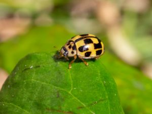 Propylea quatuordecimpunctata - Schackbrädspiga