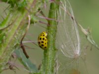 Psyllobora vigintiduopunctata Örkelljungavägen-Bäckatorpsvägen, Munka-Ljungby, Ängelholm, Skåne, Sweden 20190805_0027