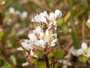 Tytthaspis sedecimpunctata - Sextonprickig nyckelpiga