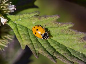 Hippodamia variegata - Adonis Ladybird - Sandplattpiga