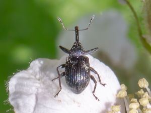 Anthonomus rubi - Hallonblomvivel