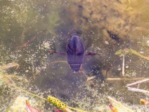 Dytiscus marginalis - Great Diving Beetle - Gulbrämad dykare