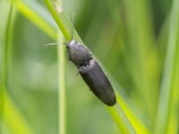 Athous haemorrhoidalis Norra stigen, Toarp, Malmö, Skåne, Sweden 20240525_139