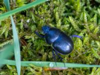 Geotrupes stercorosus Slättåkra, Söderåsen, Klippan, Skåne, Sweden 20150514B_0051