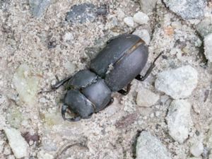 Dorcus parallelipipedus - Lesser Stag Beetle - Bokoxe