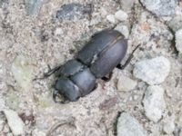 Dorcus parallelipipedus Björkskogen, Klagshamns udde, Malmö, Skåbe, Sweden 20240724_0514