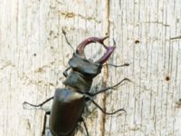 Lucanus cervus male Halltorps Hage, Borgholm, Öland, Sweden 20170525_0482