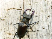 Lucanus cervus male Halltorps Hage, Borgholm, Öland, Sweden 20170525_0494