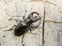 Lucanus cervus male Halltorps Hage, Borgholm, Öland, Sweden 20170525_0500