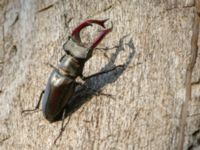 Lucanus cervus male Halltorps Hage, Borgholm, Öland, Sweden 20170525_0509