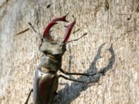 Lucanus cervus male Halltorps Hage, Borgholm, Öland, Sweden 20170525_0511