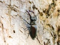 Lucanus cervus male Halltorps Hage, Borgholm, Öland, Sweden 20170525_0516