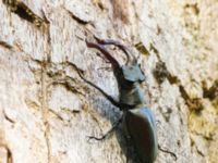 Lucanus cervus male Halltorps Hage, Borgholm, Öland, Sweden 20170525_0519