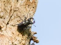 Lucanus cervus male Halltorps Hage, Borgholm, Öland, Sweden 20170525_0530