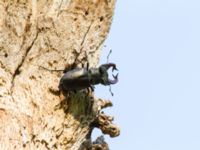 Lucanus cervus male Halltorps Hage, Borgholm, Öland, Sweden 20170525_0532