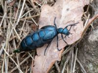 Meloe violaceus Östra huvudet, Stenshuvud, Simrishamn, Skåne, Sweden 20190501_0117