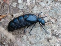 Meloe violaceus Östra huvudet, Stenshuvud, Simrishamn, Skåne, Sweden 20190501_0121