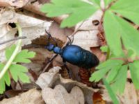 Meloe violaceus P-pl Naturum, Stenshuvud, Simrishamn, Skåne, Sweden 20190501_0081