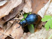 Meloe violaceus P-pl Naturum, Stenshuvud, Simrishamn, Skåne, Sweden 20190501_0084