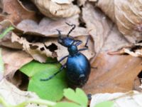 Meloe violaceus P-pl Naturum, Stenshuvud, Simrishamn, Skåne, Sweden 20190501_0085