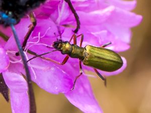 Chrysanthia geniculata - Gulgrön blombagge