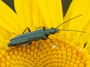 Oedemera virescens